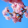 河津桜