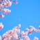 月と河津桜