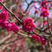 梅の花