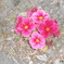 ピンク色の花