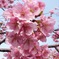 2023河津桜まつり