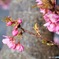 2023河津桜まつり