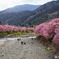 2023河津桜まつり