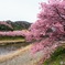 2023河津桜まつり