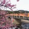 2023河津桜まつり