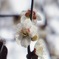 2023河津桜まつり