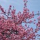 2023河津桜まつり