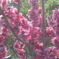 ピンクの花