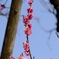 公園に咲く梅の花