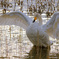 angel wings