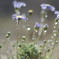 Blue Drops*