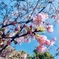 河津桜