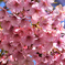 河津桜