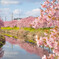青毛堀川河津桜