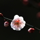 早春の花④
