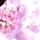 早咲き桜