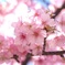 合格おめでとう