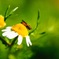 spring insects 2