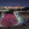 満開の梅と夜景とレーザーと
