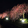 春旅の明かり