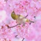 河津桜ジロー