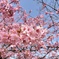 河津桜