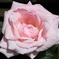 バラの花
