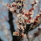 梅林公園にて3