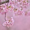 萌え萌えの花＾＾