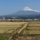 田んぼと富士山