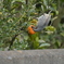 身近にいる野鳥CCCL！