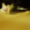 sleeping...
