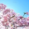 春日和