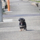 アレッ　身軽な室内犬に遭遇