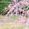 梅