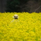 菜の花の妖精さん