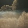 smoke