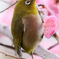うめじろー