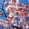 桜輝く(^^)/