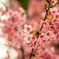 花曇り１