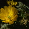 季節の花MCXXVI！