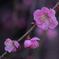 梅の花　