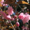 角田の八重