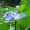 護摩堂の紫陽花