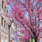 東邦医大通りの桜並木