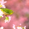 春が来たと思う時