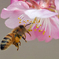 DSC0a8475