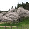 臥龍桜 
