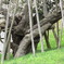 樹齢千年といわれる臥龍桜の幹周り