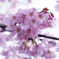 【柴】桜　#1